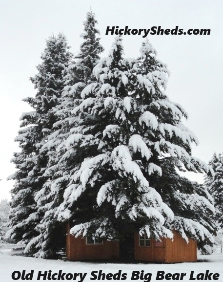 The Studio giant trees snow